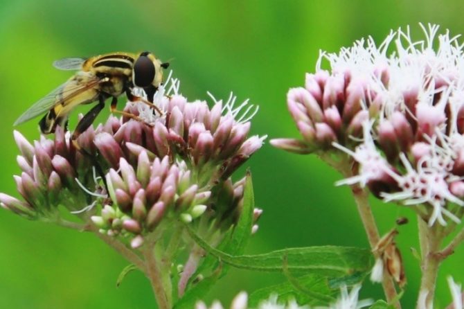 Bee and Wasp Stings