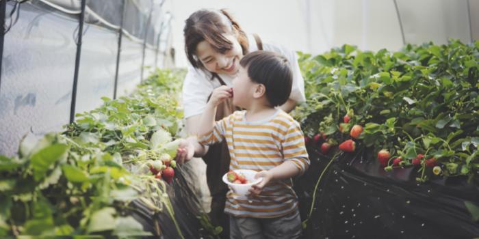 A mom and her son enjoy picking and eating nutritious strawberries together in a greenhouse